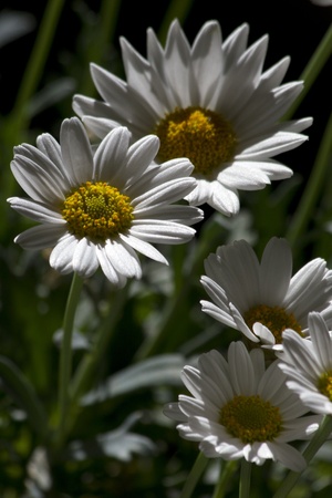 chrysanthemum , flowerの写真素材