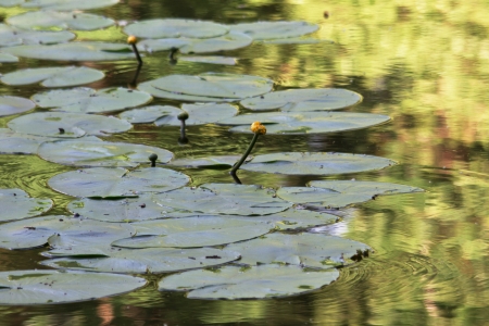 water-lily , water plantの写真素材
