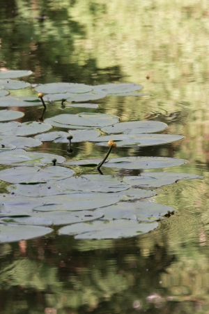 water-lily , water plantの写真素材