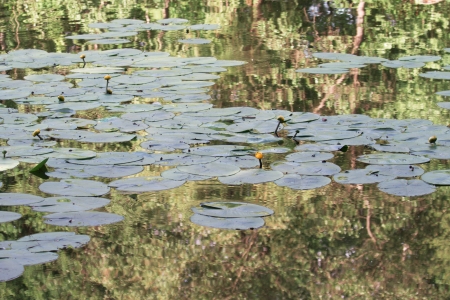 water-lily , water plantの写真素材
