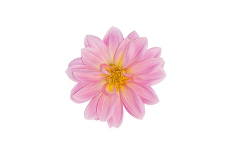 dahlia , white background,の写真素材