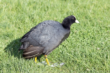 duck, black,の写真素材