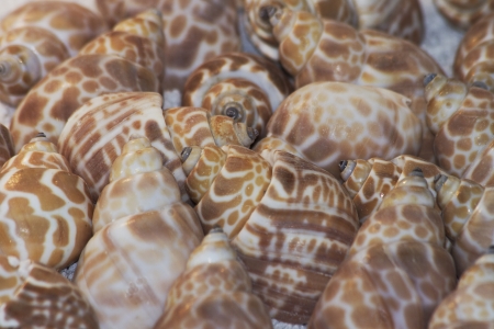sea, cockleshell ,holidayの写真素材