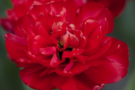 tulip , redの写真素材
