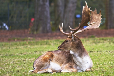 deerの写真素材