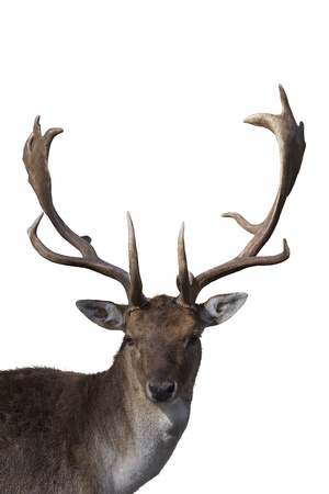 deer ,white backgroundの写真素材