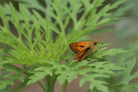 butterflyの写真素材