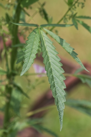  hanf ,Cannabis, plant の写真素材