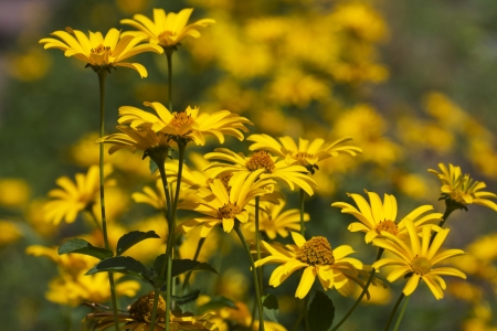 flower, yellowの写真素材