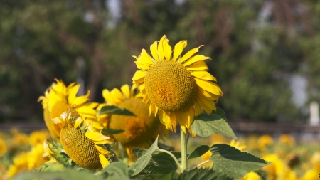sunflower, fieldの写真素材