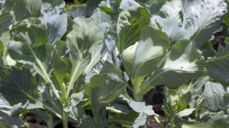 cabbage , kitchen gardenの写真素材