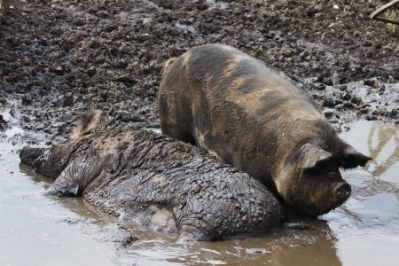 pigの写真素材
