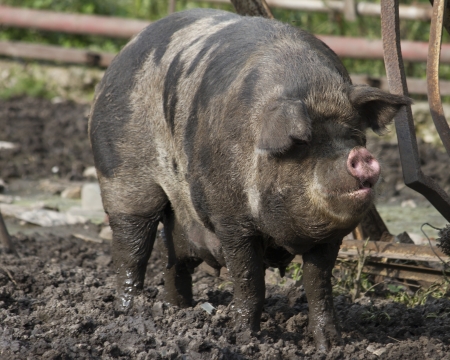 pigの写真素材
