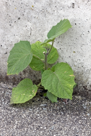 sproutの写真素材