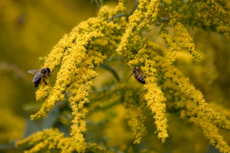 bee, insectの写真素材