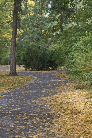 autumn, leaf fall, parkの写真素材