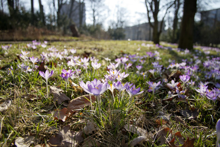 crocus, saffron,springの写真素材