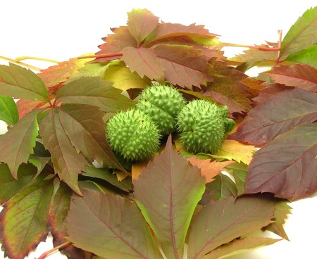 Gorgeous autumn leaves and fruits of an angel trumpetの写真素材