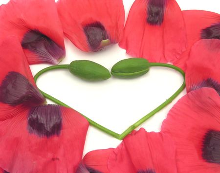 Heart out of  poppy buds with petals on whiteの写真素材