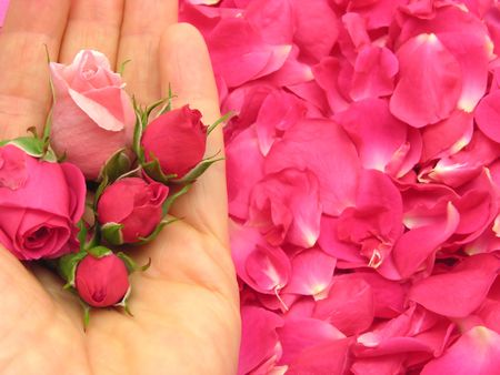 Pink rose buds in open hand on petals as backgroundの写真素材