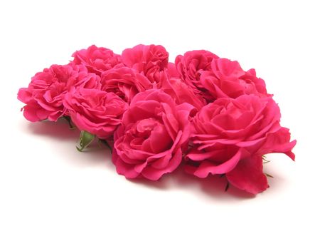 Bulk of pink roses on white backgroundの写真素材
