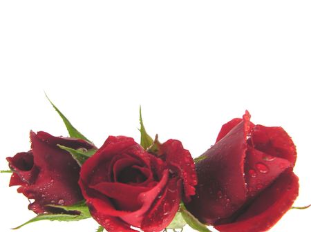 Red roses on the  bottom edge of a white background の写真素材
