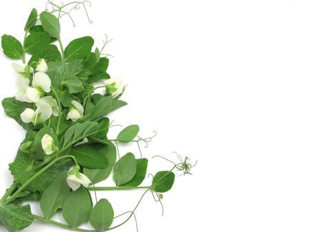 White blooms of a snow pea on white backgroundの写真素材