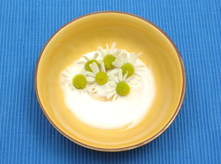Camomile bloom in a cream on blue matの写真素材