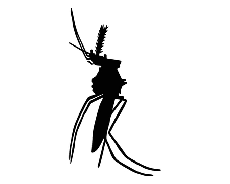 The black silhouette of a mosquito on whiteのイラスト素材