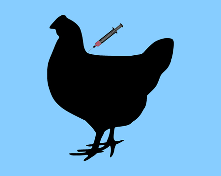 Hen gets an immunization against bird flu on blue backgroundのイラスト素材
