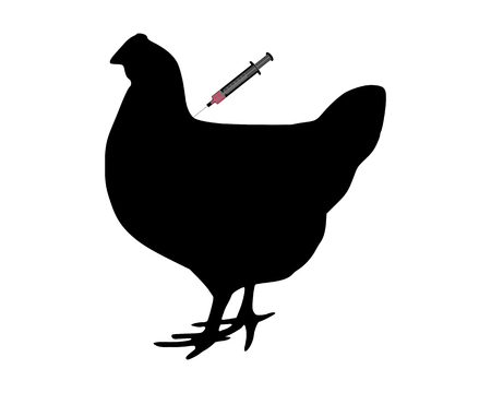 Hen gets an immunization against bird fluのイラスト素材