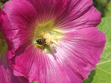 Close-up view on a hibiscus bloom with a bee looking for nutritionの写真素材