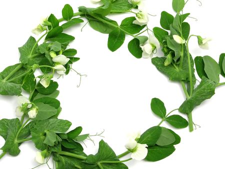 White blooms of a snow pea as ring on white backgroundの写真素材