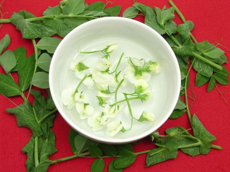 White blooms of a snow pea in a bowl of chinaware surrounded with petals の写真素材