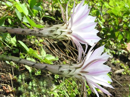 Two funnel formed cactus blooms in a home gardenの写真素材