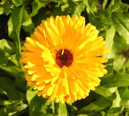 Bloom of a calendula in a close-up view with leavesの写真素材