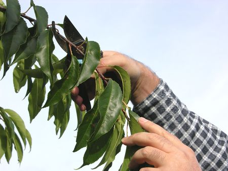 Cutout of a hand with secateurs cutting branchの写真素材