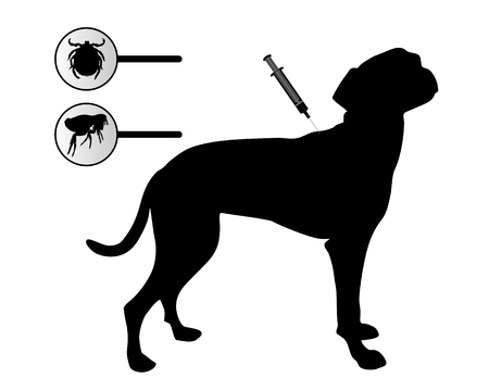 Dog gets an inoculation against fleas and ticks on whiteのイラスト素材