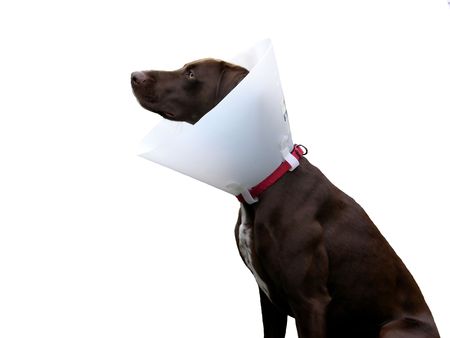 Brown dog with ruff on white backgroundの写真素材