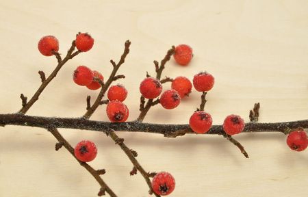 Detailed but simple image of iced Cotoneasterの写真素材