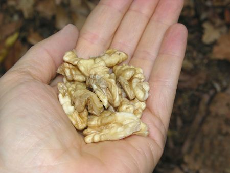 Walnuts in the palm of a womans handの写真素材