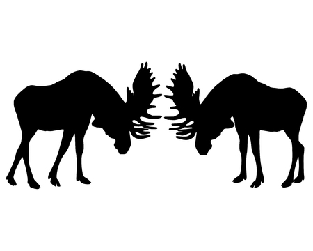Isolated illustration of rutting behavior of mooseのイラスト素材