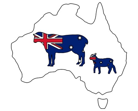 Australian sheepsのイラスト素材