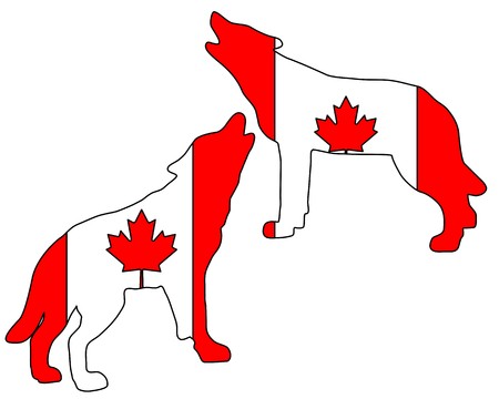 Canadian howling wolvesの写真素材