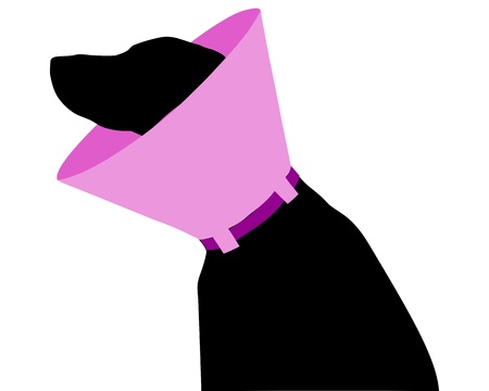 Dog with ruffの写真素材