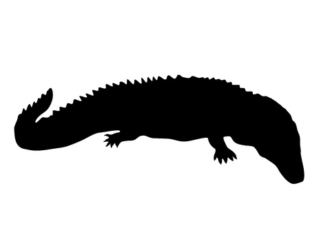 Caiman Silhouetteの写真素材