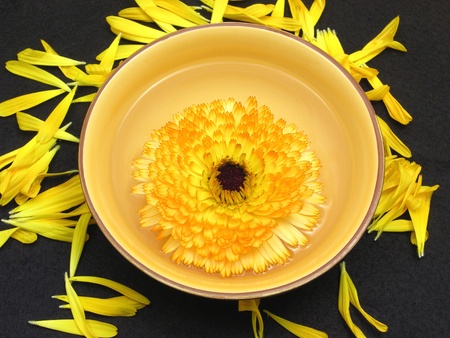 Water with marigold surrounded by yellow petalsの写真素材