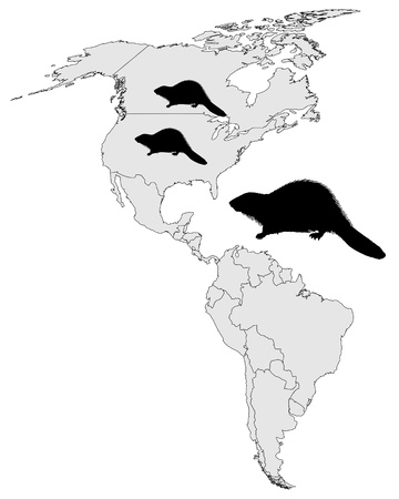Distribution of canadian beaver のイラスト素材