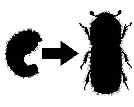 Bark-beetle developmentのイラスト素材