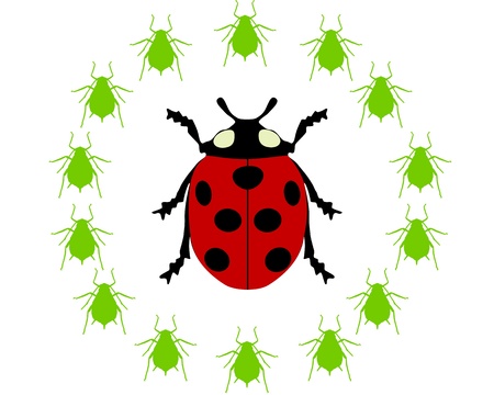 Ladybird diet